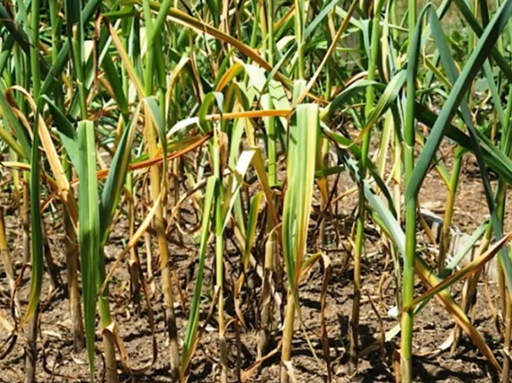 Причиной пожелтения могут стать болезни