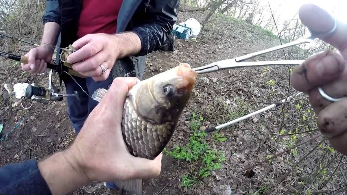 Фото с сайта: https://activefisher.net/wp-content