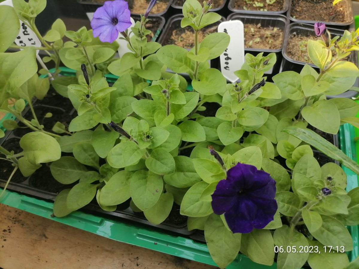 Рассада петуний в парнике