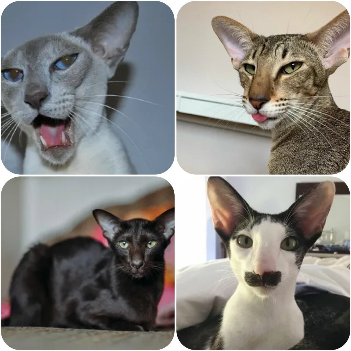 Классической тип (но это не точно😁) ориентальной кошки.