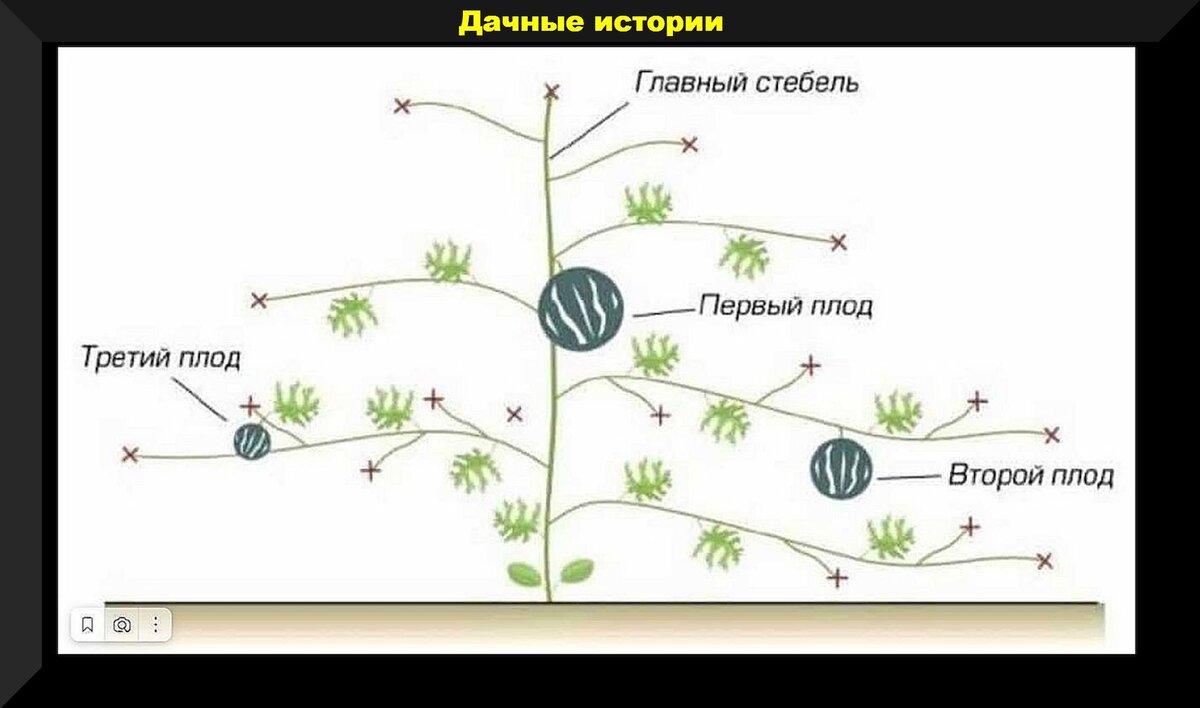 Как правильно обрезать арбузы. Арбуз прищипывание побегов схема. Прищипывание арбузов в открытом грунте схема. Прищипывание арбуза в открытом грунте схема. Как прищипывать арбузы и дыни.