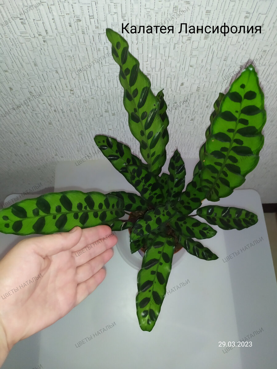 Калатея lancifolia