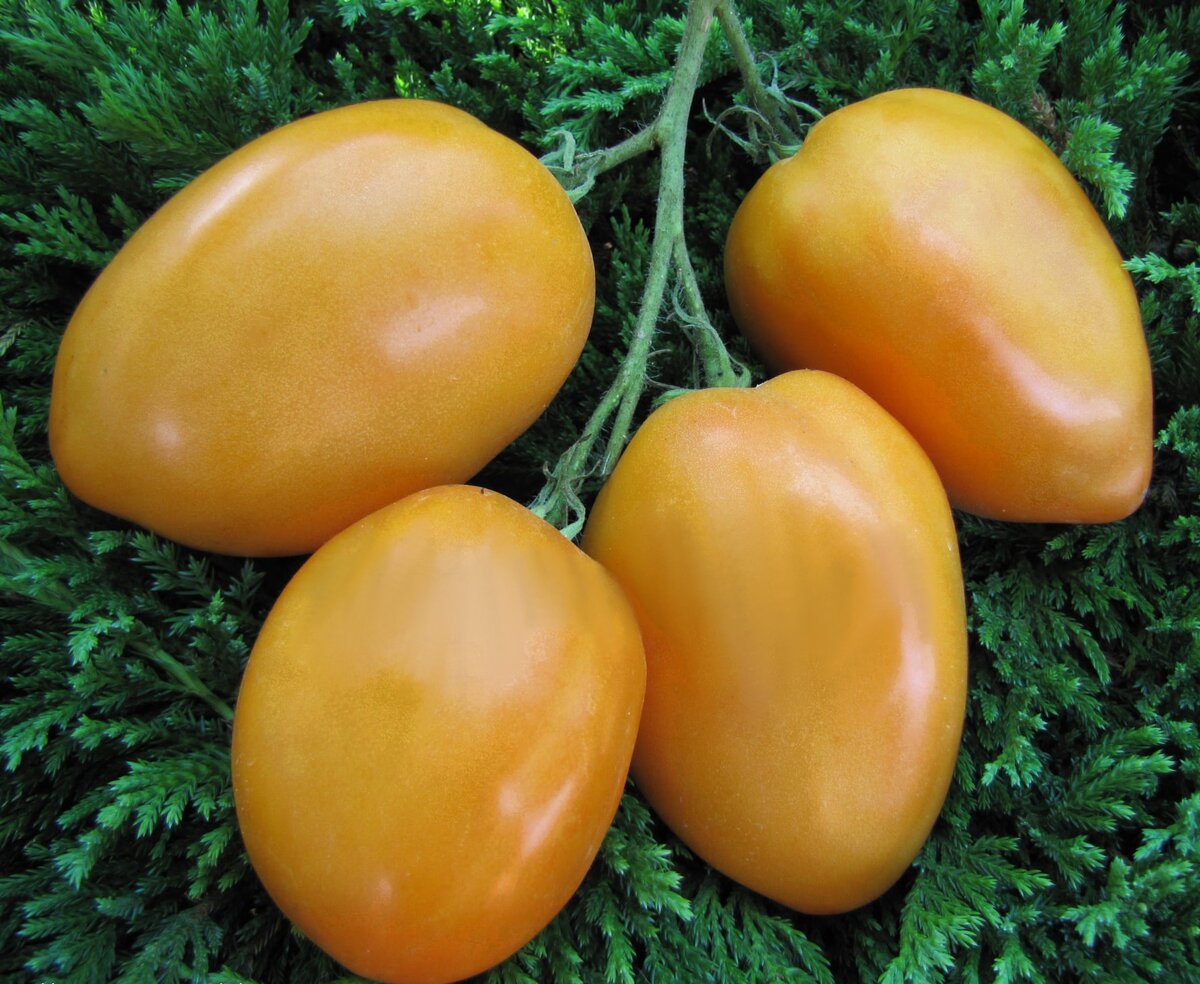 томаты ослиные уши фото