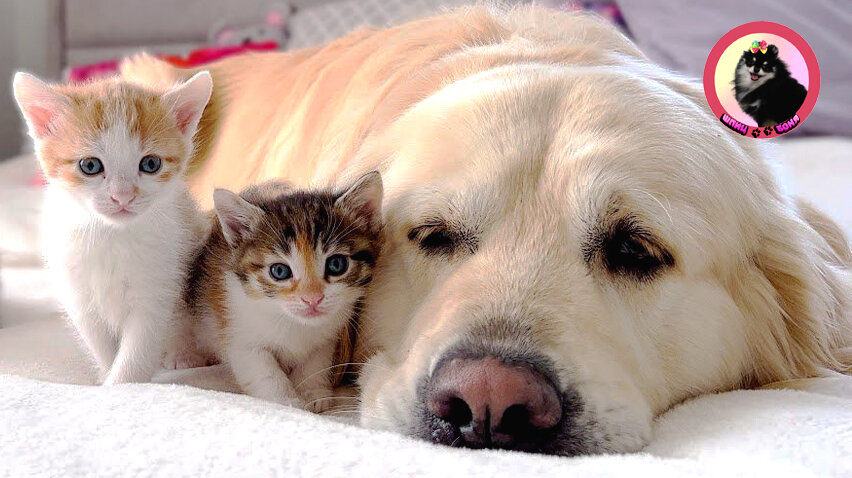 Могут ли кошка и собака жить вместе в гармонии? Несколько советов, которые  помогут им ужиться вместе | Шпиц Боня | Дзен