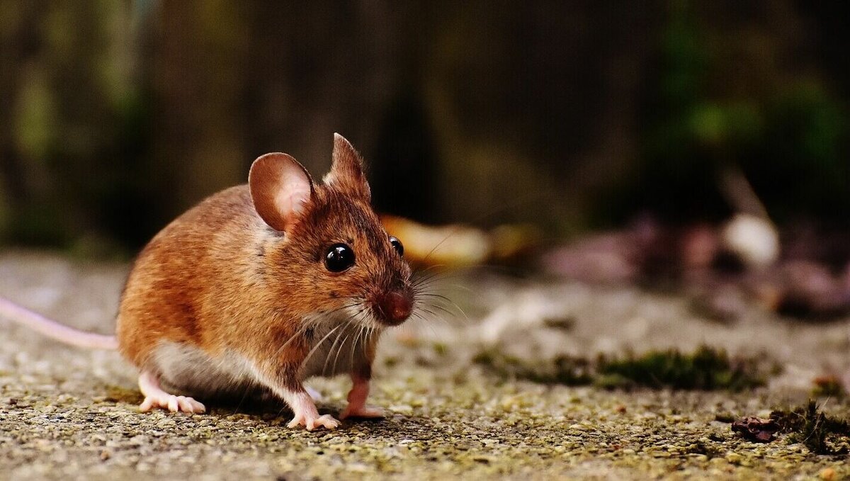     Роспотребнадзор предупредил волгоградцев об опасной лихорадке, которую можно подхватить на даче. Передается она от грызуна к человеку воздушно-пылевым или контактным путем.