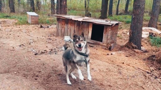 Одна собака- снежная королева, 2я-модель и Дик - захватчик приюта