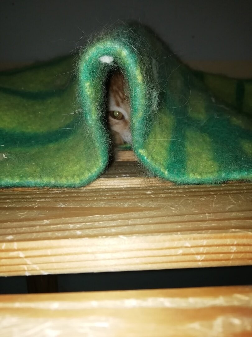 Пока у Фантика нет своего человека он греется под одеялом