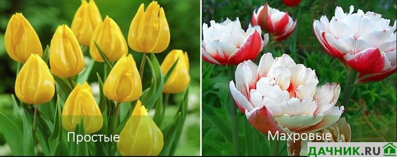 Сорта фиолетовых и сиреневых тюльпанов: подборки сортов с фотографиями и отзывами | Название сайта