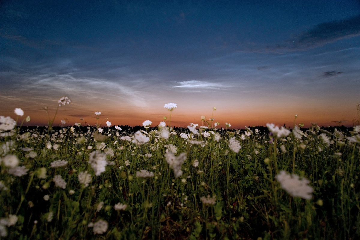 Июльская ночь. Фото вид сверху над цветущими полями. Жуковский Июльская ночь. Июльская ночь 3