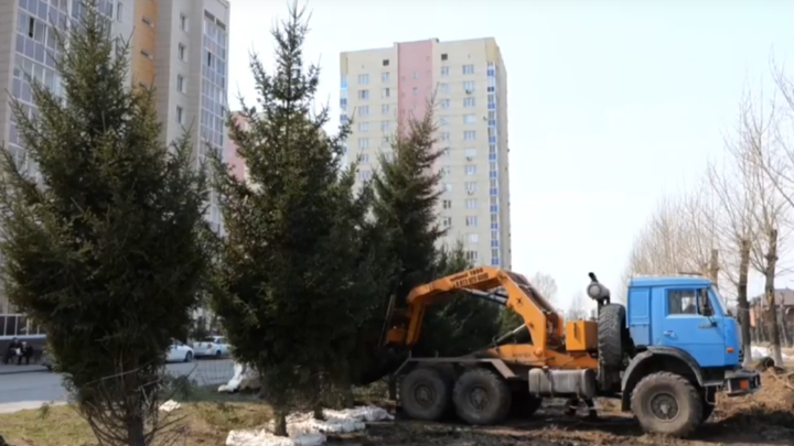 В Кемерове с улицы Гагарина пересадили взрослые ели, попавшие в зону строительства. Фото: Администрация Кемерова 