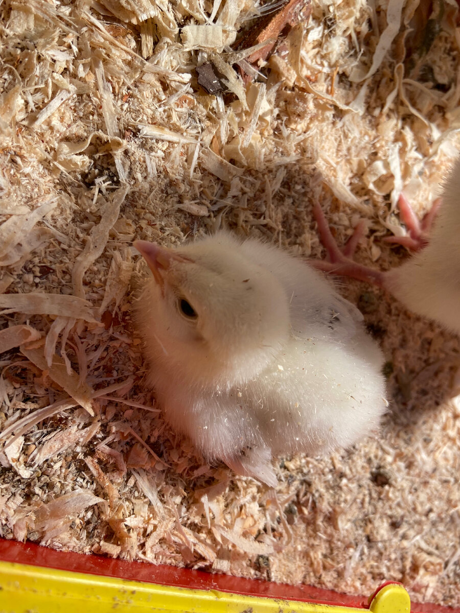Сидит думает 🐣😁