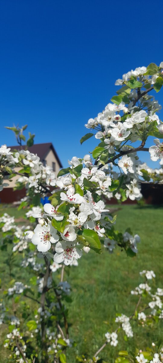 На участке цветёт груша