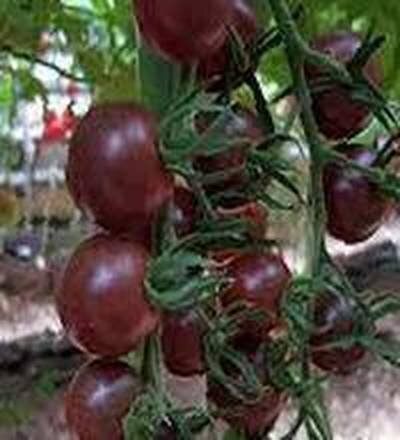 черный шоколад