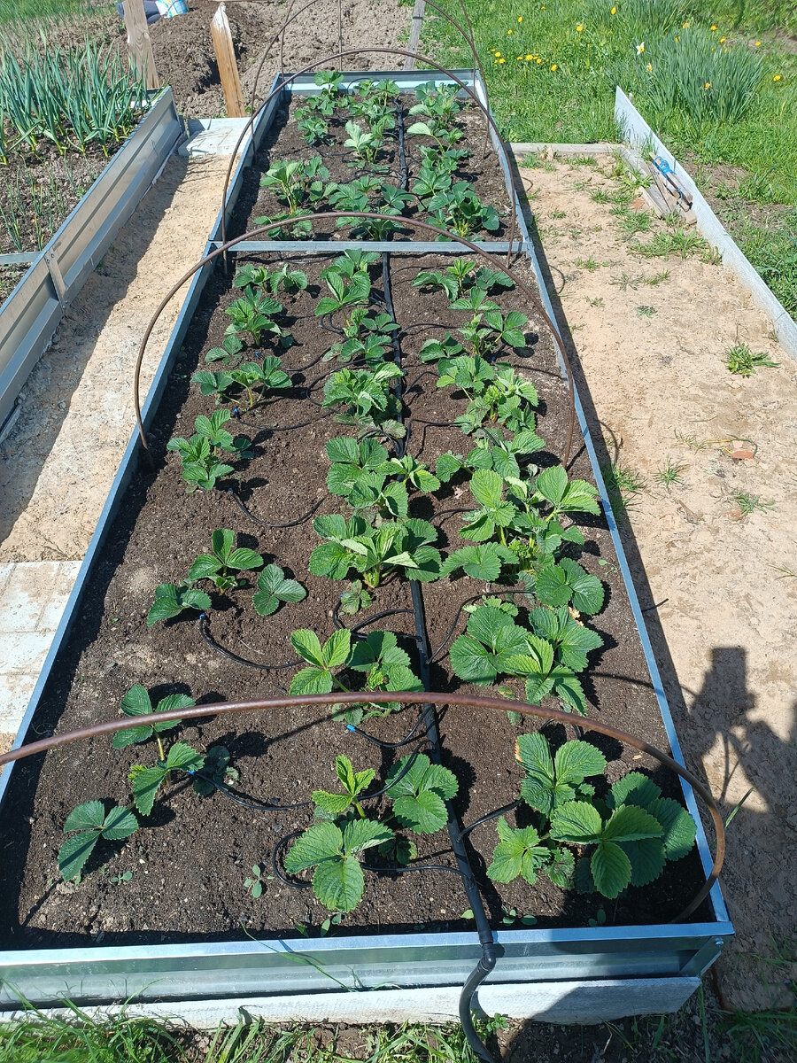 Высаживание рассады дыни в открытый грунт. Когда высаживать рассаду арбузов. Когда высаживать рассаду арбузов. Когда высаживать рассаду арбузов. Посадка арбузов.