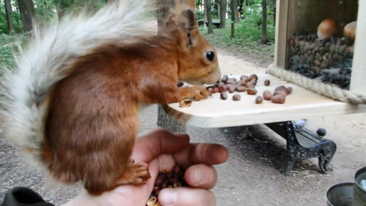 Знакомлю Рыжего с новой кормушкой