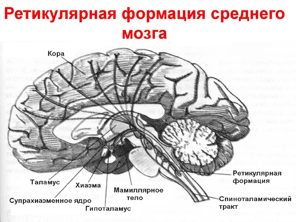 Головной и спинной мозг живут благодаря ретикулярной формации. Как  сохранить и укрепить её? | Причины Здоровья | Дзен