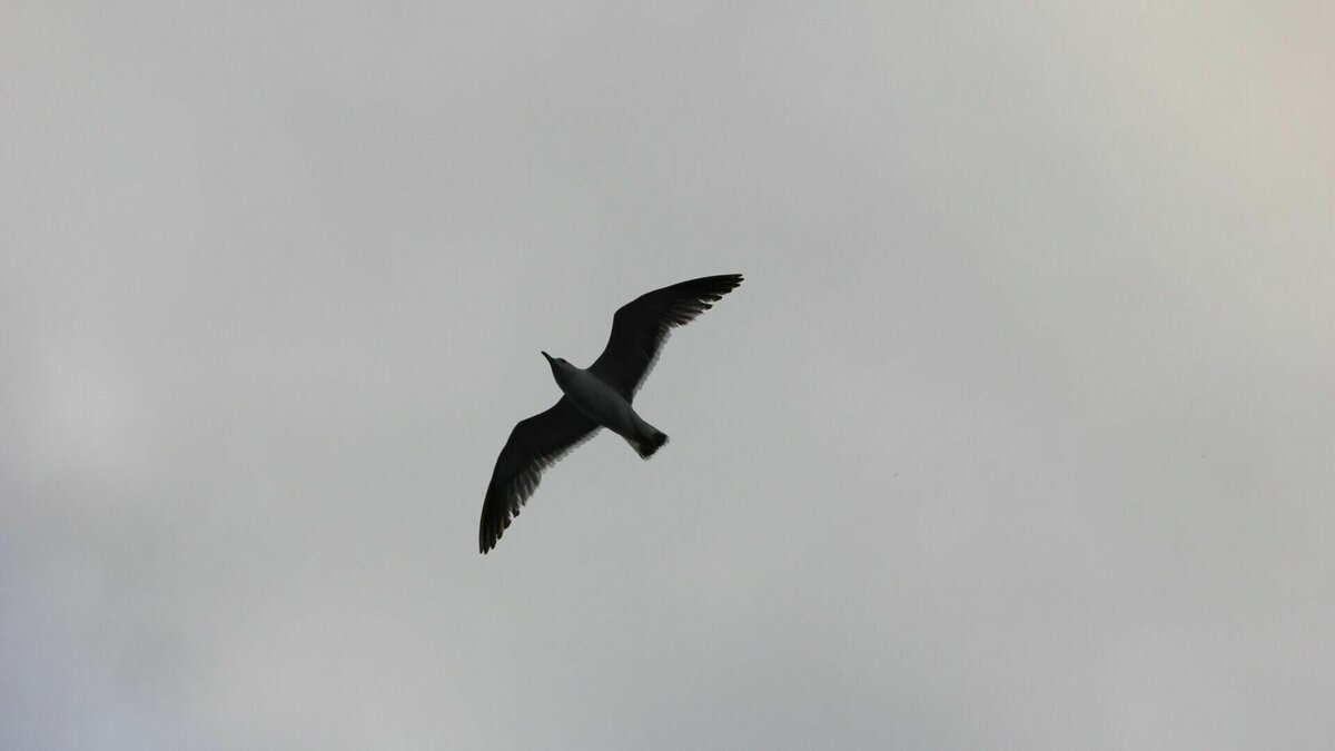     Карантин из-за птичьего гриппа не будут вводить по всей Нижегородской области. В случае заноса вируса на территорию региона карантинные мероприятия будут проводиться в отдельных зонах. Об этом NewsNN рассказали в управлении Россельхознадзора по Нижегородской области и Республике Марий Эл.