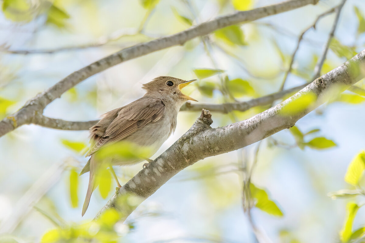 Обыкновенный соловей. Фото Анна Мостовая