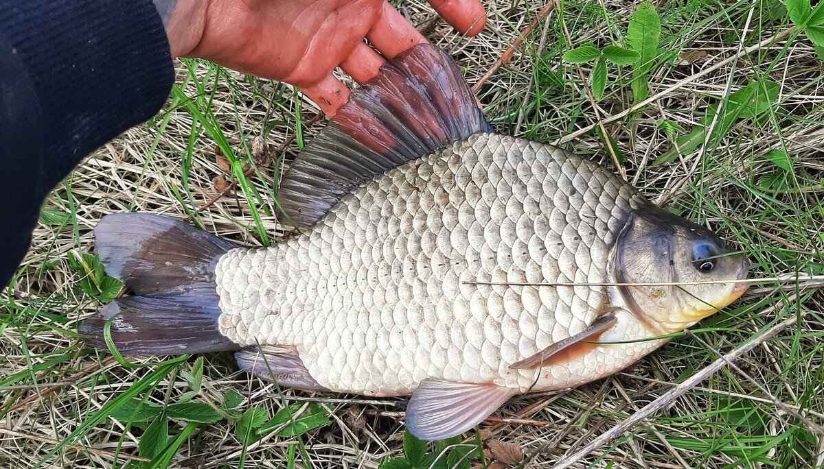 Добавьте описание