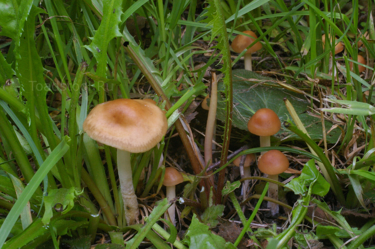 Опенок осенний луговой. Марасмиус луговой опенок. Опёнок луговой съедобные грибы. Опенок луговой грибы съедобные. Опята луговые несъедобные.