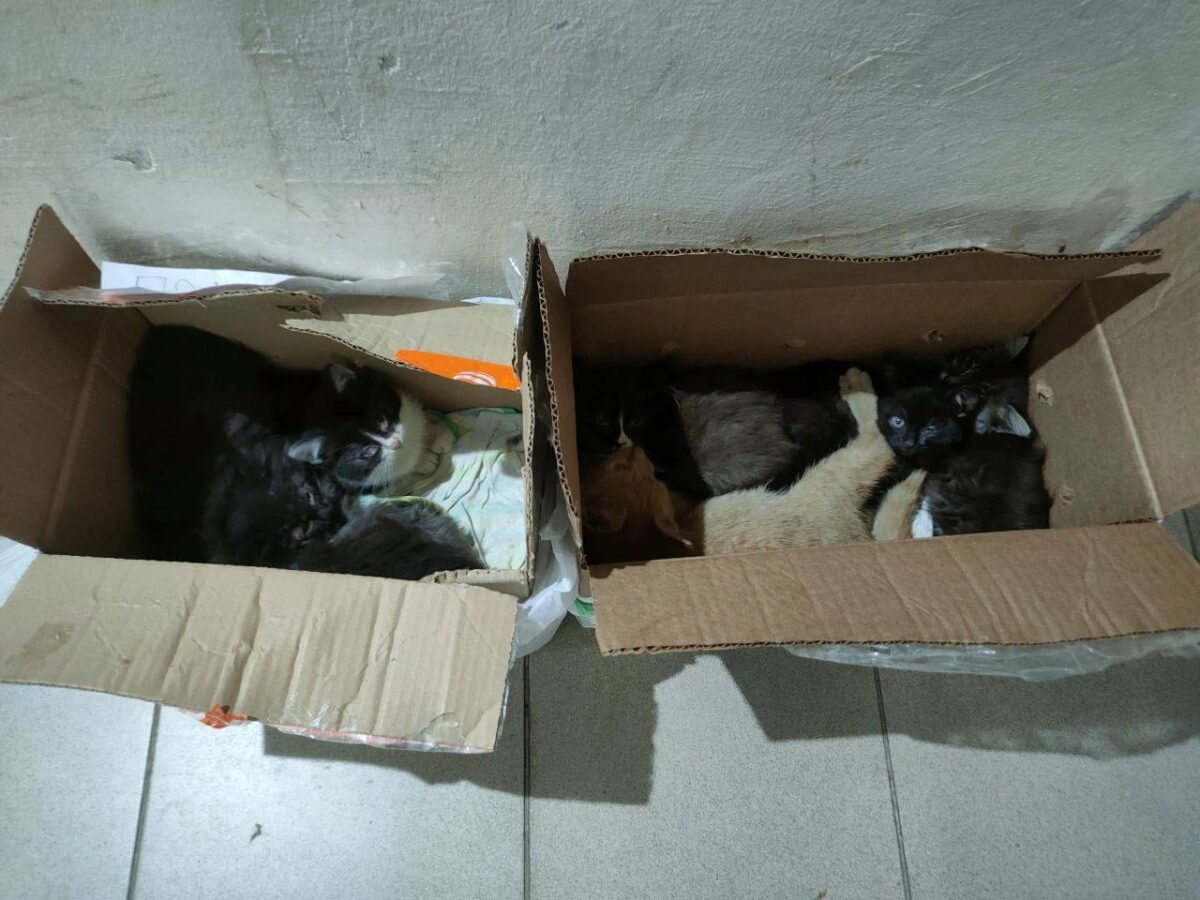    Сотрудники магазина обнаружили в двух коробках сразу 7 котят Арина Полтанова
