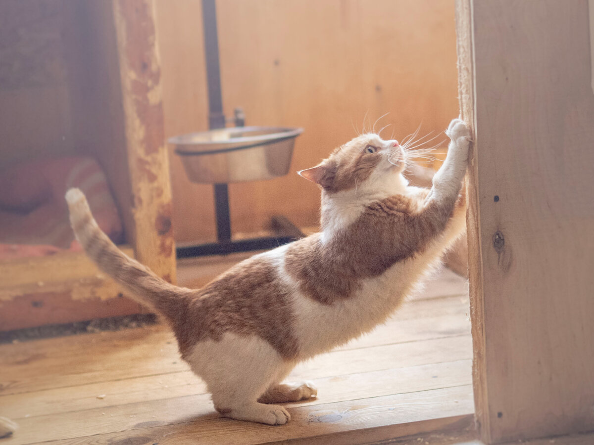 Утренние потягушки от Солнышка