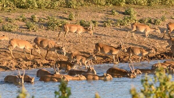    © пресс-служба Минэкологии