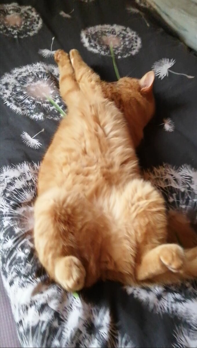 Сделал дело - спи смело. С чувством выполненного долга спит голубчик.