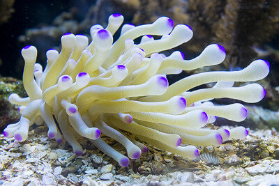 Ядовитая актиния 