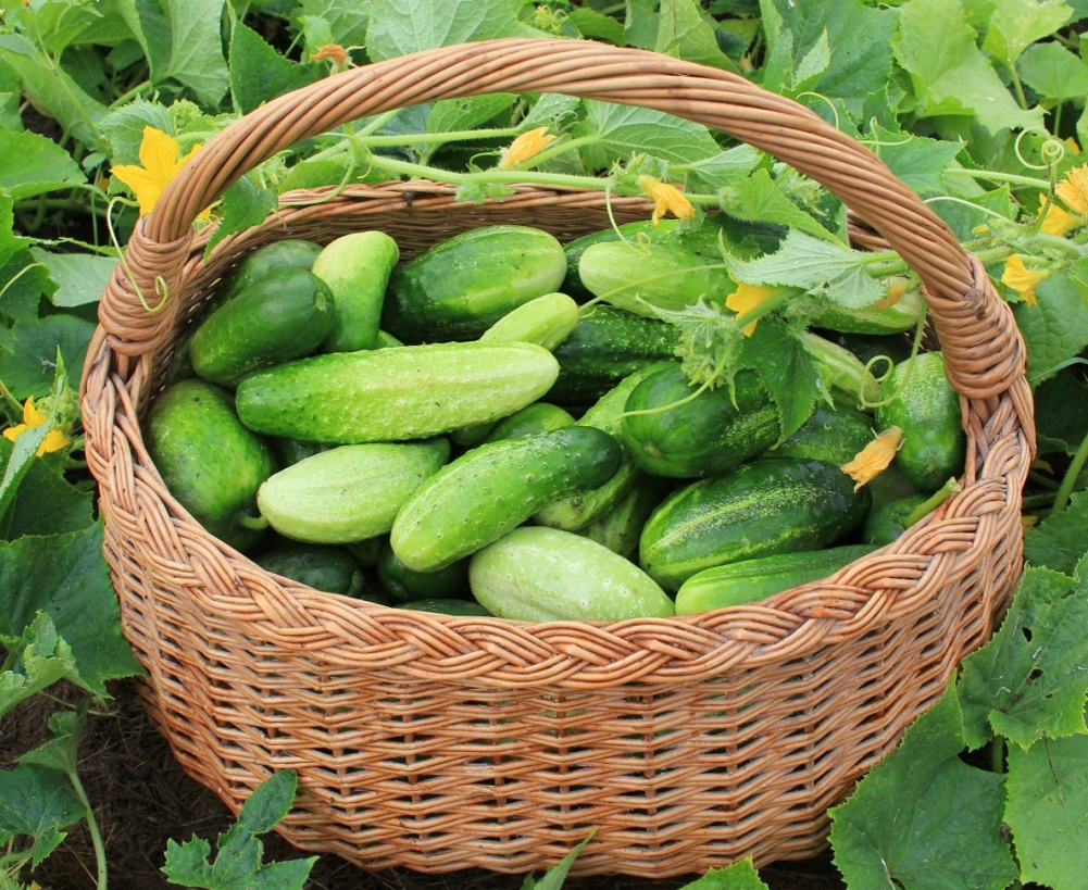 Фотография взята из источника yandex.ru