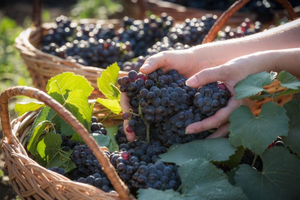 Кубанские вина имеют довольно длинную историю