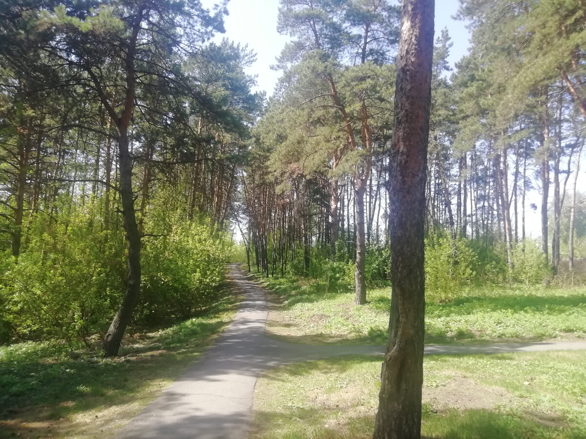 Люблю прогулки по парку. Все фотографии из моего личного архива