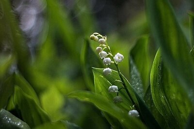    Ландыш © Пресс-служба Комитета лесного хозяйства Московской области