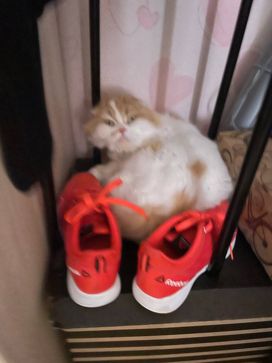 Наверное, единственная сохранившаяся фотография Соты