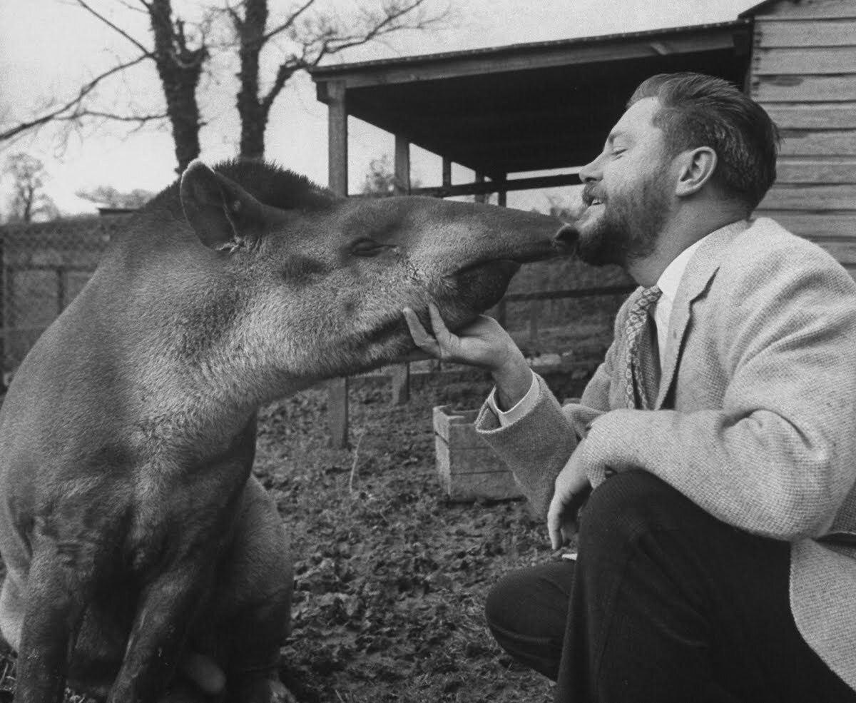 Портрет дж даррелл. Джеральд даррелл. Джеральд малкольм даррелл. Даррелл животные. Даррелл в молодости.