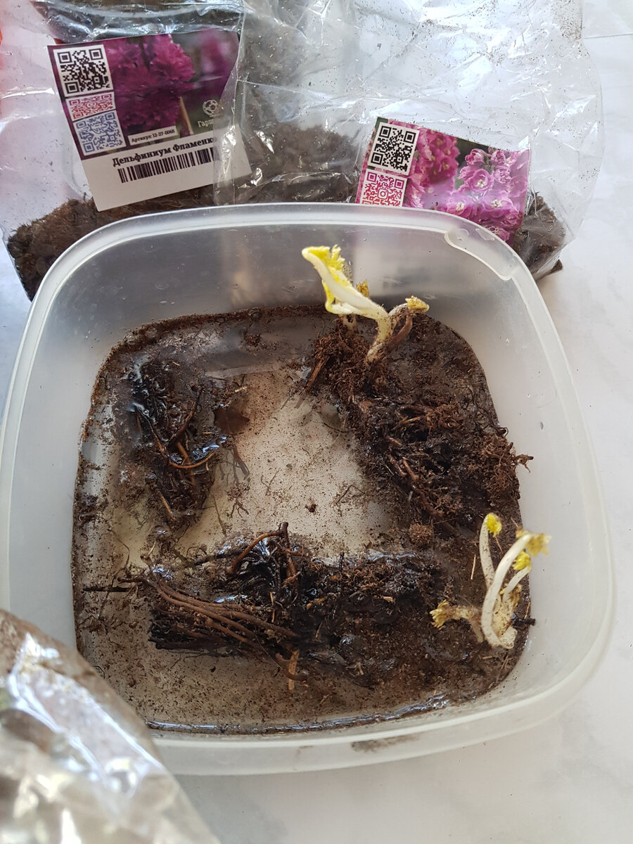 Дельфиниумы, один без ростков