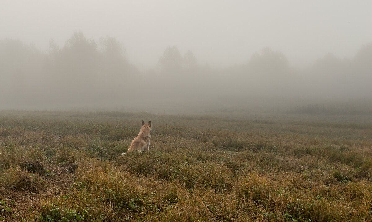 Даже собачка не спешит в туман и нам не надо.