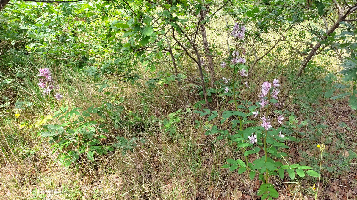 Ясинец белый в Ласпи