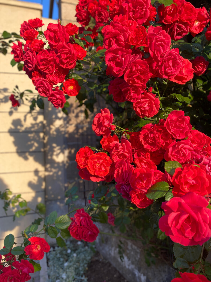 Нюхать розы у каждого забора..!