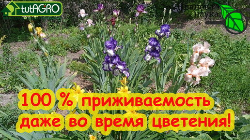 ЛЕТНЯЯ ПОСАДКА ИРИСОВ и 100 % приживаемость. А разве так можно? МОЖНО! Даже во время цветения!