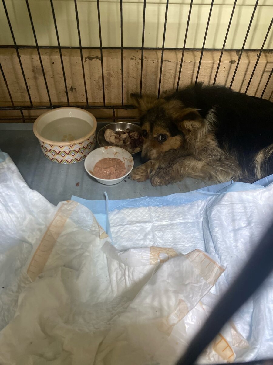 Есть в нашей области такое место, называется отлов собак. Туда поступают собаки с ближайших областей. Просто поток собак.-3