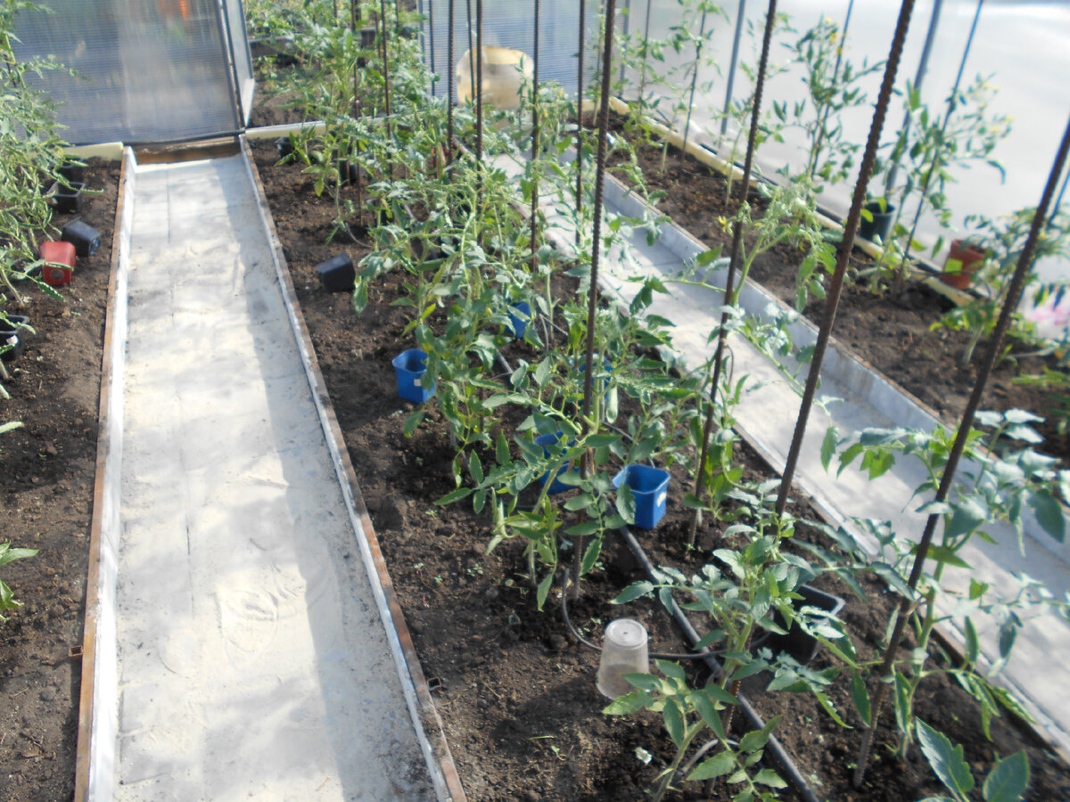 Томаты в теплицы подвязаны, но еще не промаркированы.
