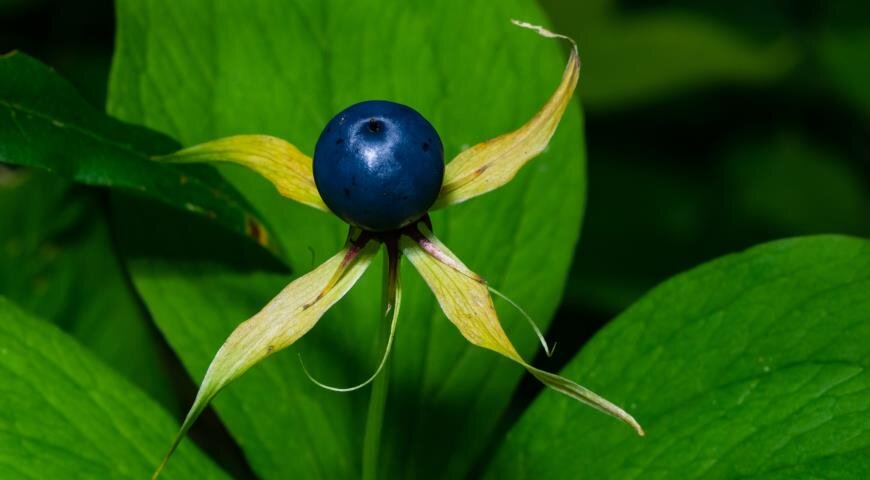 Вороний глаз по-английски: Herb-Paris (трава Париса)