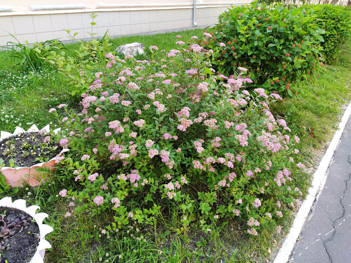 Цветущая спирея японская