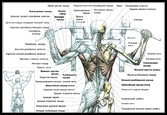 Схема взята из учебника Ф. Дэлавье: "Анатомия силовых упражнений".
