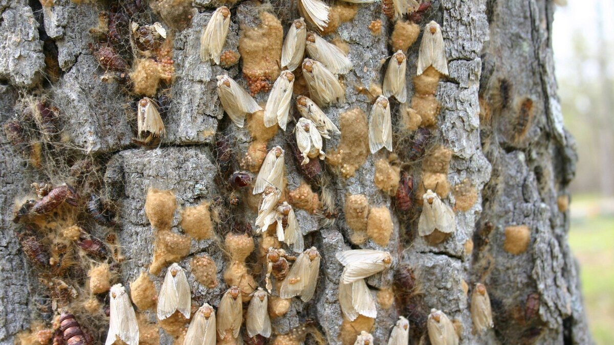     Жители многих регионов страны жалуются на нашествие вредных насекомых и на то, что чиновники не хотят с ним бороться.