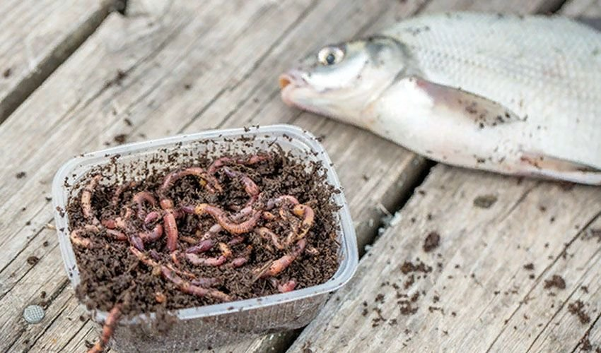 Фото: Яндекс.Картинки