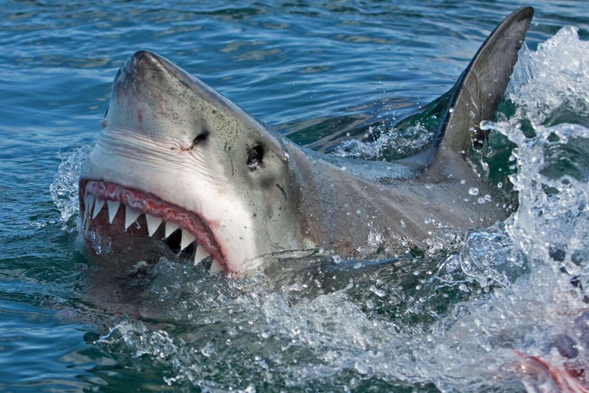 Акула ест человека фото