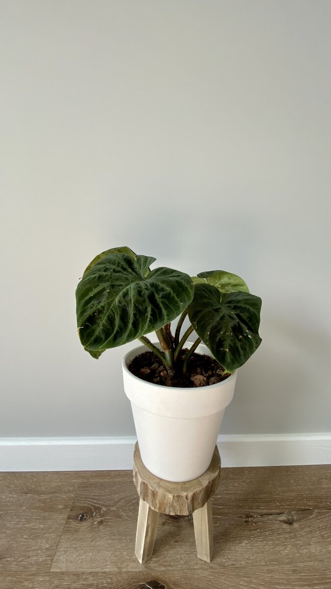 Купила со скидкой, поэтому он слегка потрепанный 🙃