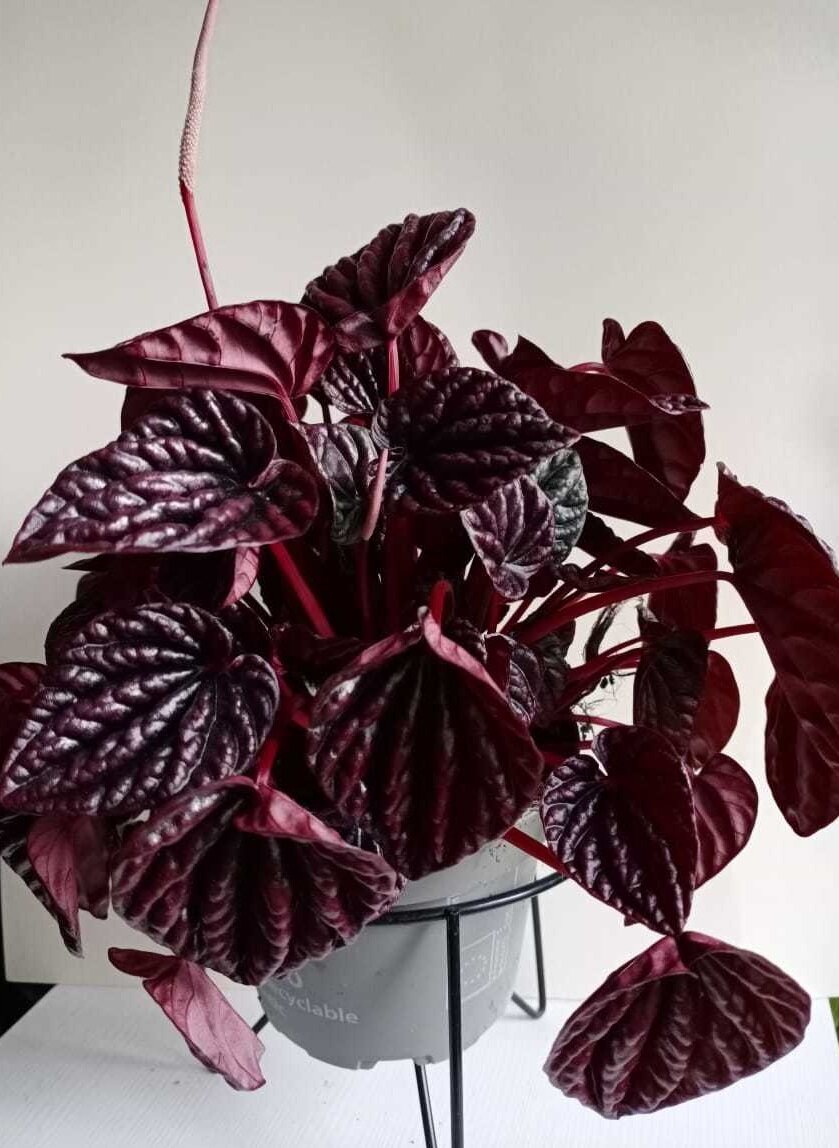 Пеперомия Каперата Ред Луна / Сморщенная (Peperomia Caperata Luna Red)